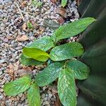 Ctenanthe compressa Hoja