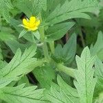 Potentilla norvegica Цвят