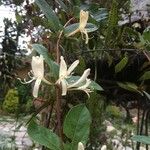 Lonicera japonicaFlower