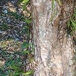 Matayba elaeagnoides Bark