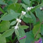 Alternanthera ficoidea Bark