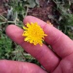 Sonchus arvensisফুল