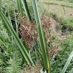 Cyperus latifolius Квітка