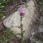 Cirsium andersonii Flor