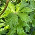 Astrantia major Blad