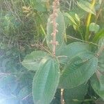 Miconia dependens Flower