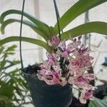 Rhynchostylis retusa Flower