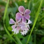Silene gallica Blüte