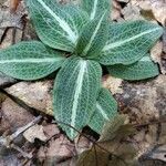 Goodyera pubescens Blatt