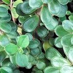 Peperomia camptotricha Hoja