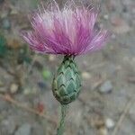 Mantisalca salmantica Flower