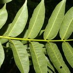 Zanthoxylum setulosum Leht