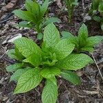 Scopolia carniolica Leaf