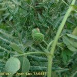 Medicago scutellata Frugt