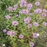 Monarda fistulosa 形态