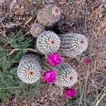 Echinocereus reichenbachii പുഷ്പം