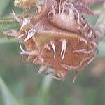 Quercus cerris Fruit