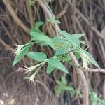 Jasminum beesianum Blad