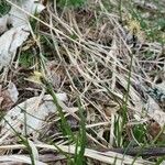 Carex montana Характер