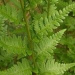 Dryopteris cristata List