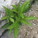 Hippobroma longiflora Folha