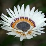 Arctotis fastuosa Flower