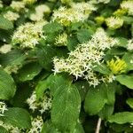 Cornus sanguinea Blatt