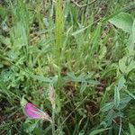Onobrychis aequidentata 花