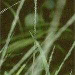 Muhlenbergia fragilis Fruto