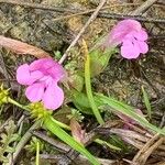Pedicularis sylvatica Flower