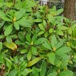 Rhododendron ferrugineum Habit