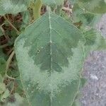 Amaranthus spinosus 葉