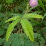 Mimosa pudicaList