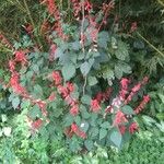 Salvia splendens ᱥᱟᱠᱟᱢ