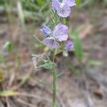 Phacelia linearis Květ