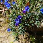 Glandora prostrata 花