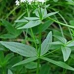 Galium rubioides Кора