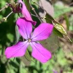 Lunaria annuaKvet