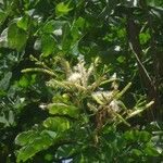 Mimosa caesalpiniifolia अन्य