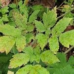 Actaea rubra Fuelha