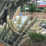 Cereus jamacaru Levél