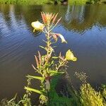 Oenothera glaziovianaBlomma