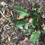 Rumex patientia Leaf