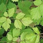 Spiraea tomentosa Hoja