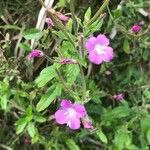 Epilobium hirsutum Květ