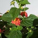 Lantana camara Elinympäristö