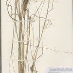 Eragrostis palustris Otro