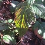 Rubus ursinus 葉