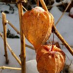 Physalis alkekengi Fruit