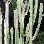 Euphorbia abyssinica Hábito